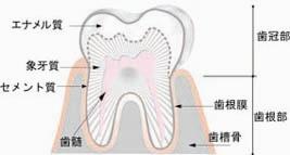 歯の構造図　㈱サンギ提供