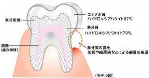 象牙細管イラスト　㈱サンギ提供